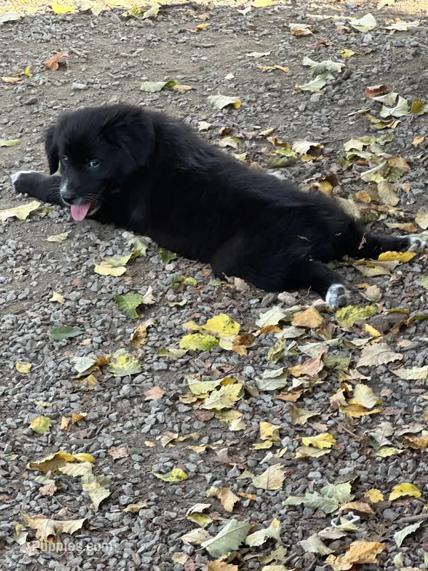 June Black Bi – Australian Shepherd puppy for sale in Sevierville, TN