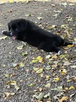 Midnight Black Bi, a female Australian Shepherd for sale in Sevierville, TN – 3 of 10