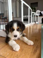 Johnny Black Tri, a male Australian Shepherd for sale in Sevierville, TN – 3 of 10