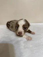 Merle, a male Australian Shepherd for sale in Sevierville, TN – 7 of 10