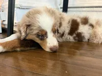 Merle Red Merle, a male Australian Shepherd for sale in Sevierville, TN – 3 of 9