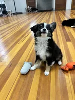 You Female 1, a female Toy Australian Shepherd for sale in Sevierville, TN – 2 of 4