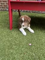 Garth Red Tri, a male Australian Shepherd for sale in Sevierville, TN – 8 of 10