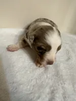 Merle, a male Australian Shepherd for sale in Sevierville, TN – 9 of 10