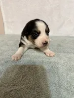 Johnny, a male Australian Shepherd for sale in Sevierville, TN – 5 of 9