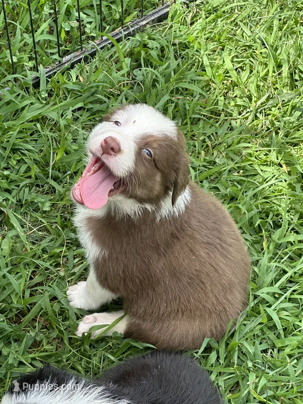 Reba – Australian Shepherd puppy on hold in Sevierville, TN