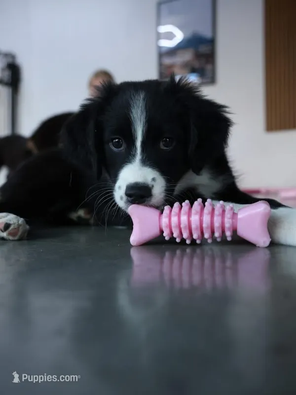 Faith Black Bi – Australian Shepherd puppy for sale in Sevierville, TN