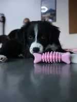 Faith Black Bi, a female Australian Shepherd for sale in Sevierville, TN – 1 of 10