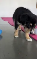 Brownie Black Tri, a female Australian Shepherd for sale in Sevierville, TN – 7 of 10