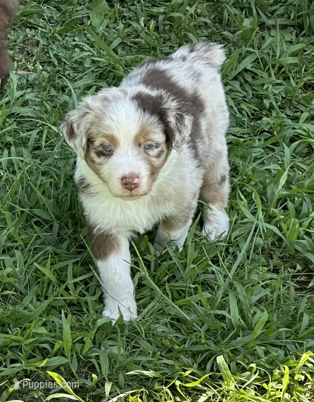 Toby – Australian Shepherd puppy for sale in Sevierville, TN