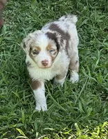 Toby, a male Australian Shepherd for sale in Sevierville, TN – 1 of 10