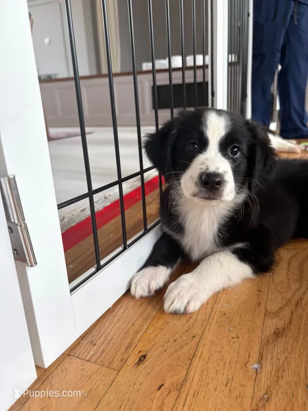 Patsy Black Bi – Australian Shepherd puppy for sale in Sevierville, TN