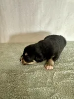 Dolly, a female Australian Shepherd for sale in Sevierville, TN – 7 of 10