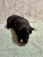June, a female Australian Shepherd for sale in Sevierville, TN – 3 of 9