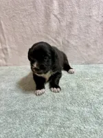June, a female Australian Shepherd for sale in Sevierville, TN – 8 of 9