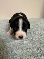 Faith, a female Australian Shepherd for sale in Sevierville, TN – 2 of 8