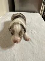 Toby, a male Australian Shepherd for sale in Sevierville, TN – 4 of 9