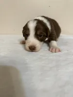 Garth, a male Australian Shepherd for sale in Sevierville, TN – 5 of 8