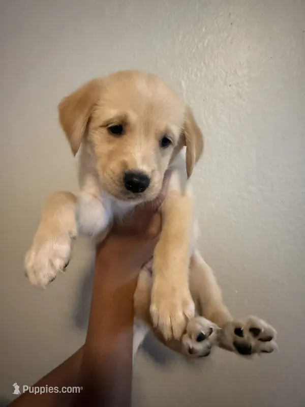 Nilla  – Golden Retriever puppy for sale in Valencia, CA