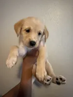 Nilla , a female Golden Retriever for sale in Valencia, CA – 1 of 2