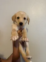 Lil Pup, a male Golden Retriever for sale in Valencia, CA – 2 of 2