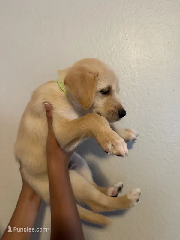 Lil Pup – Golden Retriever puppy for sale in Valencia, CA