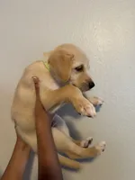 Lil Pup, a male Golden Retriever for sale in Valencia, CA – 1 of 2