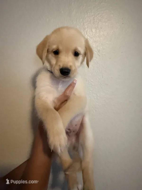 Slinky – Golden Retriever puppy for sale in Valencia, CA