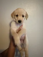 Slinky, a male Golden Retriever for sale in Valencia, CA – 1 of 2