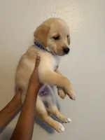 Slinky, a male Golden Retriever for sale in Valencia, CA – 2 of 2