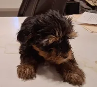 Ribecca , a female Yorkshire Terrier for sale in Arizona City, AZ – Photo 3 of 4