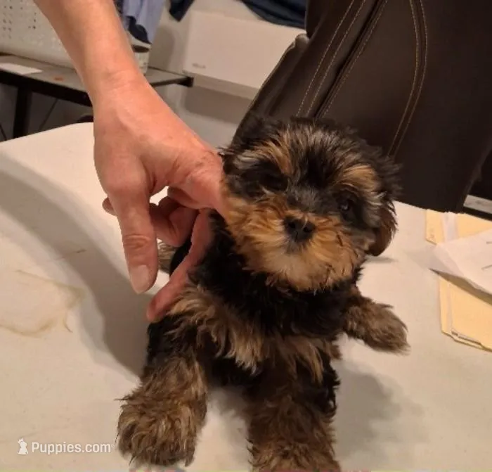 Ribecca  – Yorkshire Terrier puppy for sale in Arizona City, AZ