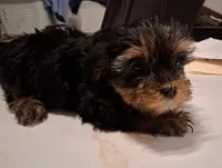 Ribecca , a female Yorkshire Terrier for sale in Arizona City, AZ – Photo 2 of 4