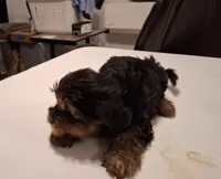 Ruffis, a male Yorkshire Terrier for sale in Arizona City, AZ – Photo 3 of 4