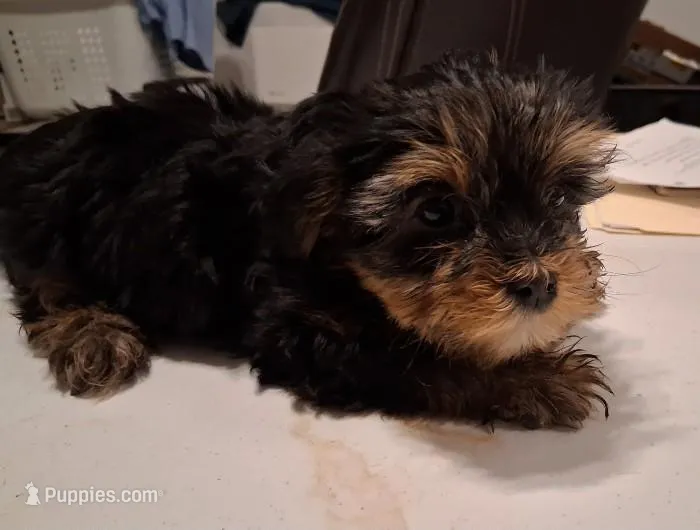 Ruffis – Yorkshire Terrier puppy for sale in Arizona City, AZ