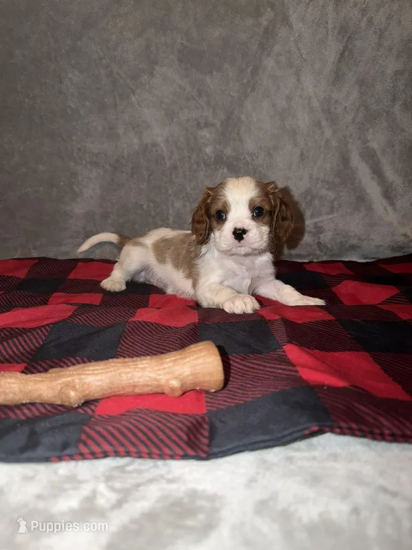 Rugar – Cavalier King Charles Spaniel puppy for sale in Norfolk, NE
