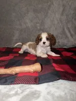 Rugar, a male Cavalier King Charles Spaniel for sale in Norfolk, NE – Photo 1 of 5