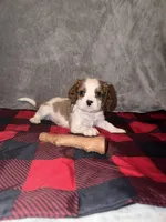Rugar, a male Cavalier King Charles Spaniel for sale in Norfolk, NE – Photo 2 of 5