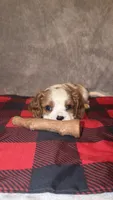 Rugar, a male Cavalier King Charles Spaniel for sale in Norfolk, NE – Photo 3 of 5