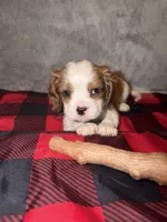 Rugar, a male Cavalier King Charles Spaniel for sale in Norfolk, NE – Photo 5 of 5