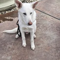Blizzard, a male German Shepherd Dog for sale in Roseville, CA – Photo 5 of 7