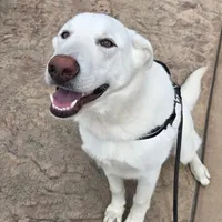 Blizzard, a male German Shepherd Dog for sale in Roseville, CA – Photo 1 of 7