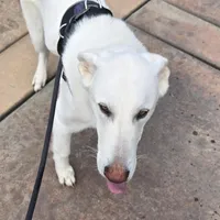 Blizzard, a male German Shepherd Dog for sale in Roseville, CA – Photo 2 of 7