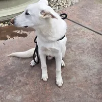 Blizzard, a male German Shepherd Dog for sale in Roseville, CA – Photo 4 of 7