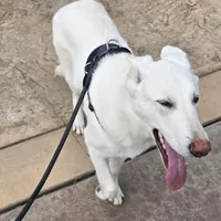 Blizzard, a male German Shepherd Dog for sale in Roseville, CA – Photo 3 of 7