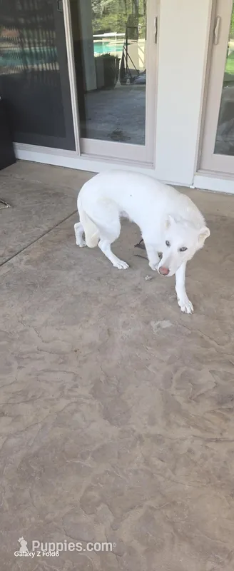 Blizzard, a male German Shepherd Dog for sale in Roseville, CA – Photo 1 of 1