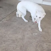Blizzard, a male German Shepherd Dog for sale in Roseville, CA – Photo 7 of 7