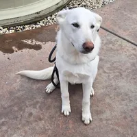 Blizzard, a male German Shepherd Dog for sale in Roseville, CA – Photo 6 of 7