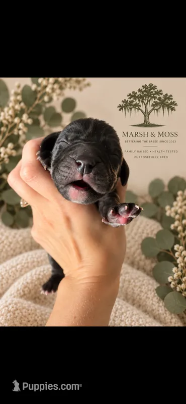 Solid black – Great Dane puppy for sale in Cross, SC