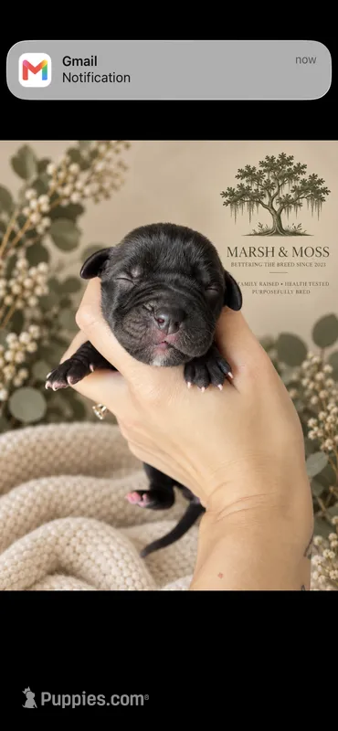 Male – Great Dane puppy for sale in Cross, SC